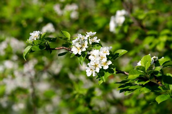 Rama en inflorescencias de flores blancas