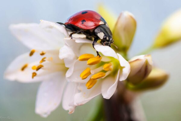 Marienkäfer auf einer weißen Blume