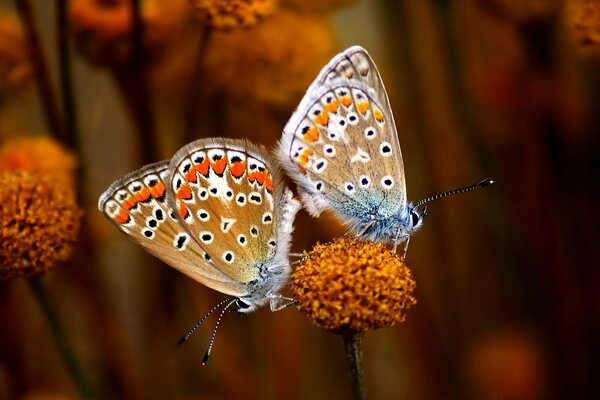 Mariposas claras en una flor naranja