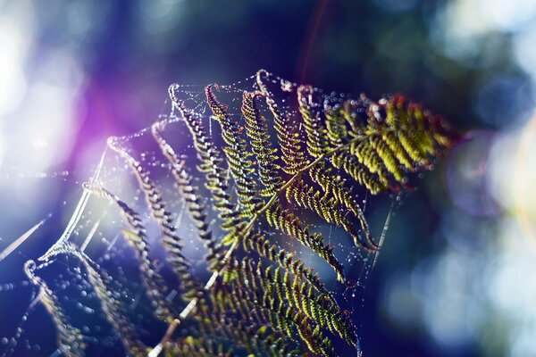 Fotografia macro di un ramo di felce in una ragnatela