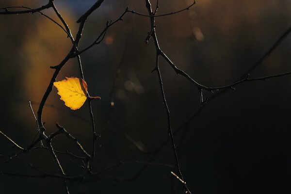 La Última hoja de otoño en una rama