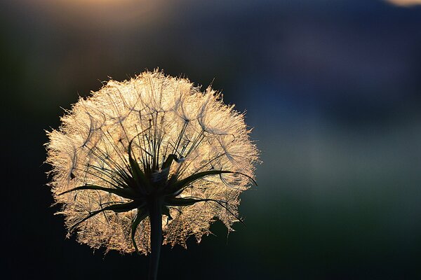 El diente de León esponjoso está bellamente iluminado por los rayos del sol