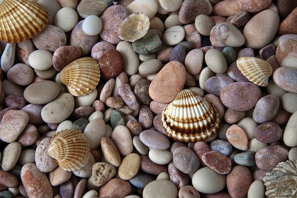 Schöne Steine und Muscheln auf dem Hintergrund