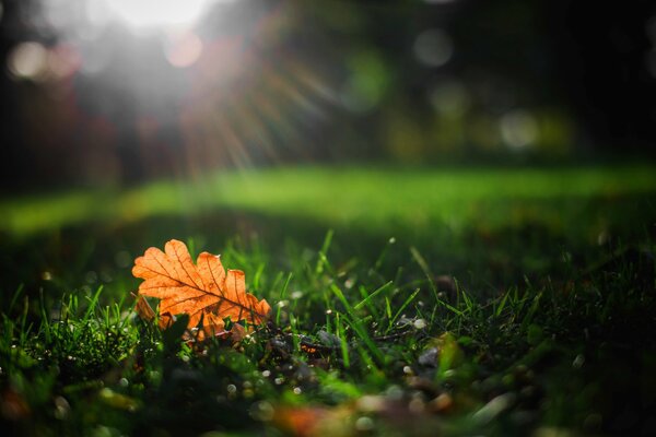 Makrofoto des Herbstblattes