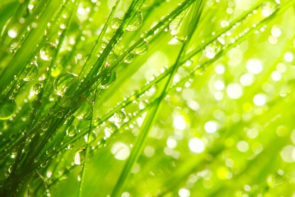 There are dew drops on every blade of grass