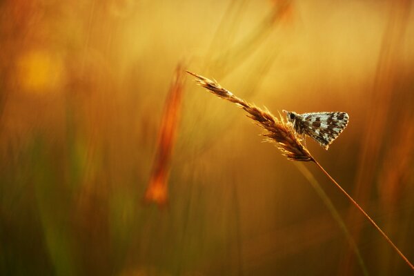 A mottled butterfly sits on a spike