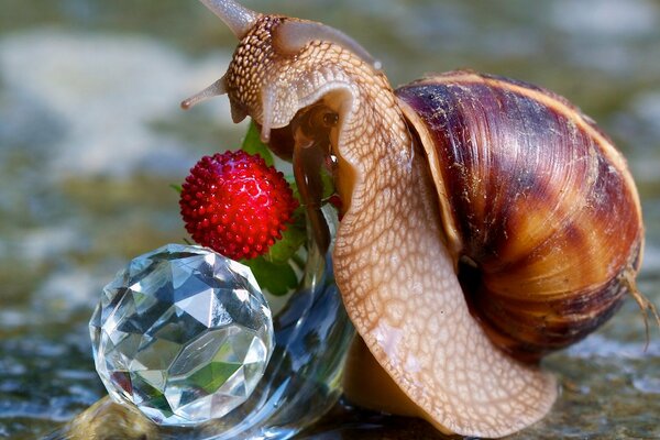 Schnecken und Beeren. Freund in der Reflexion