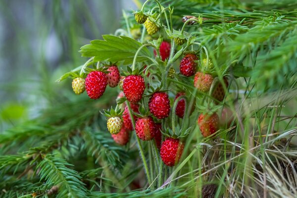 Fresas bajo abeto