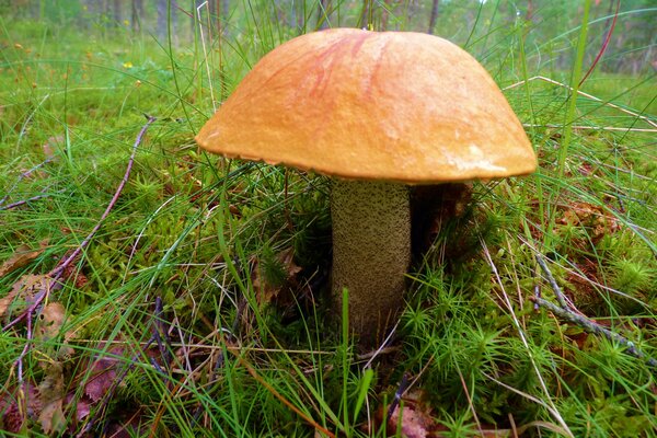 The aspen mushroom in the autumn forest is large