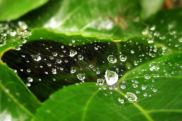 Gossamer on a green leaf and rosv