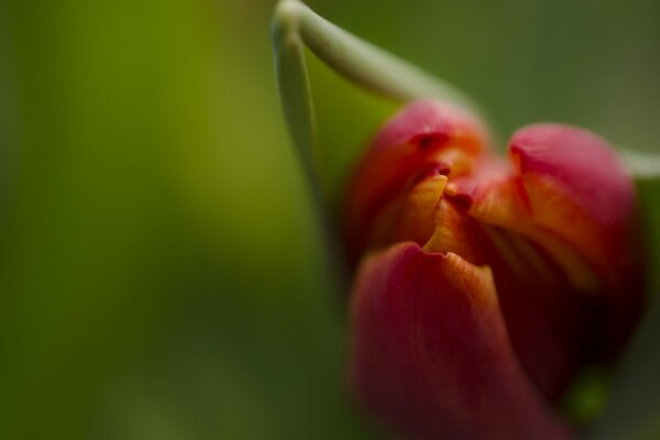 El capullo de tulipán rosa se abre