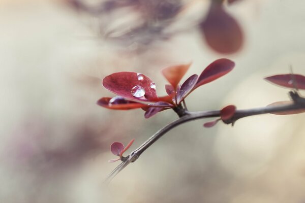 Moment de floraison printemps