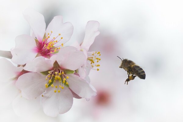 Eine Biene sammelt Pollen von einer Blume