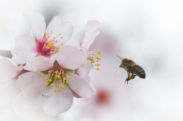 Pszczoła zbiera pyłek z kwiatu
