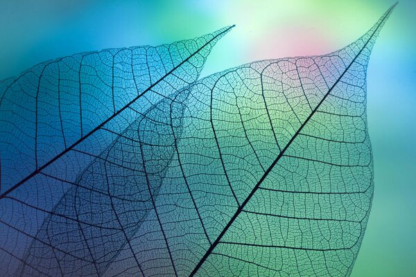 Licht geht durch die transparenten Blätter