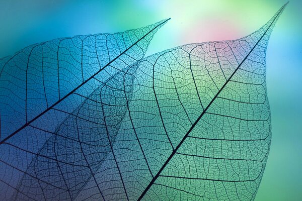 Light passes through transparent leaves