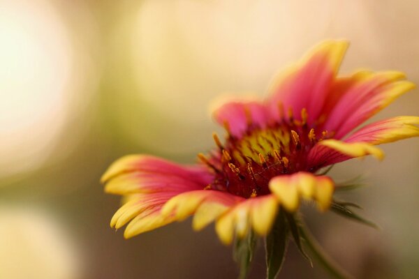 A lonely flower with yellow-red petals