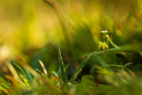 The green mantis is sitting on the grass