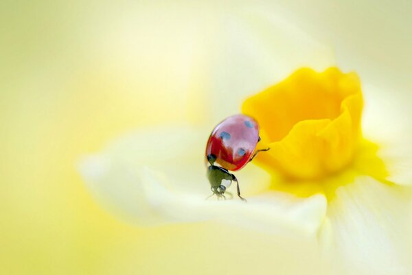 A ladybug sits on a daffodil petal