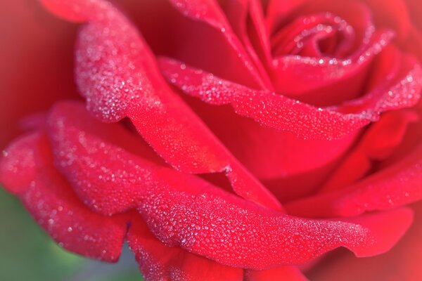 Rose mit Tautropfen auf Blütenblättern