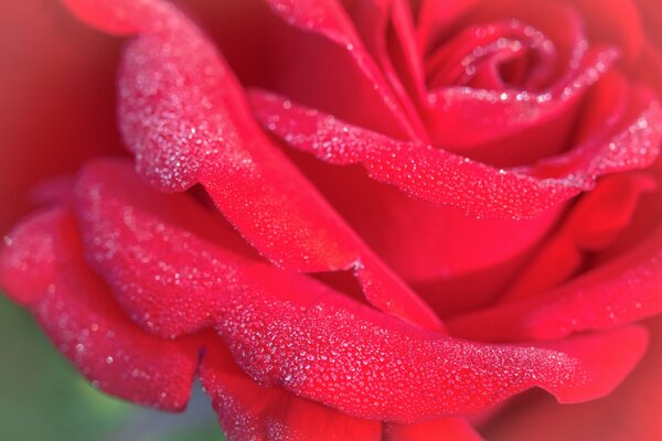 Rose with dew drops on the petals