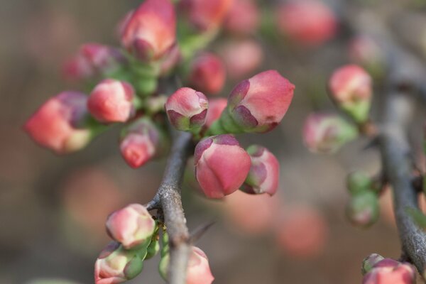 Makrofoto von Zweigen mit Quittenknospen