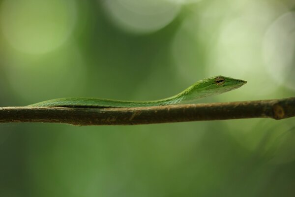Macro of a flat green snake on a branch