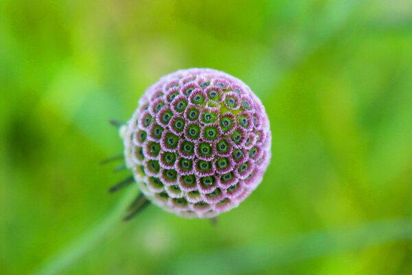 Plante exotique en forme de boule avec beaucoup de fleurs