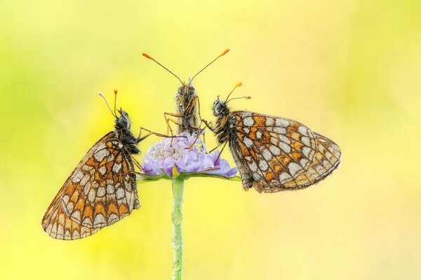 Tres mariposas en una flor recogen el rocío