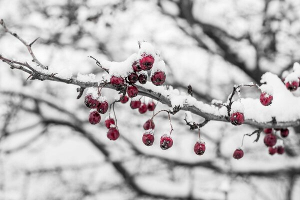 Zimowa jarzębina na śnieżnych gałęziach