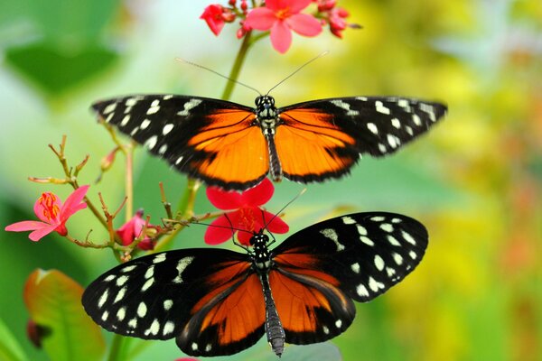 Two moths on a red flower