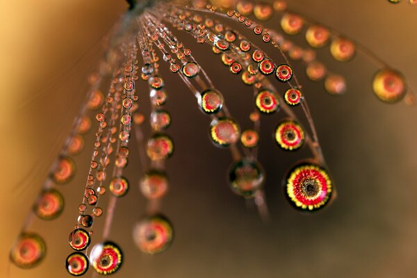 Macro foto gotas en la flor