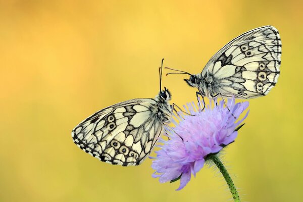 Zwei Schmetterlinge sitzen auf einer violetten Blume