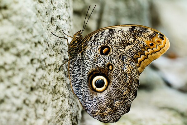 Schönes Muster am Schmetterling an den Flügeln