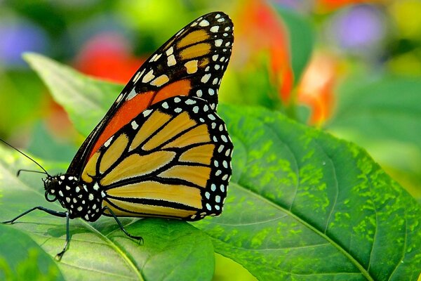 Ein mehrfarbiger Schmetterling auf einem grünen Blatt