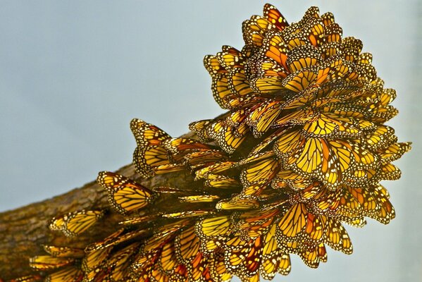 Mariposas amarillas en un árbol