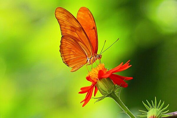 Orange openwork butterfly on a red flower