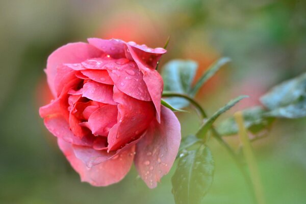 Rose rose avec de la rosée sur les pétales