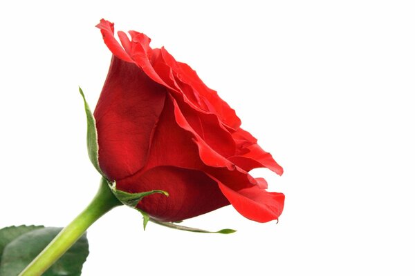 Fotografía macro de una rosa roja con un tallo verde sobre un fondo blanco