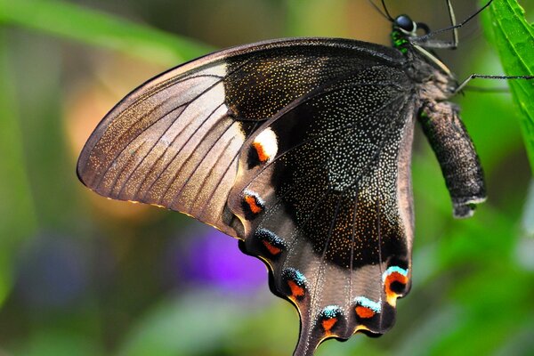 A black and white butterfly with shiny wings on a leaf