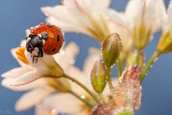 La coccinella yuozha sui fiori bianchi beve la rugiada