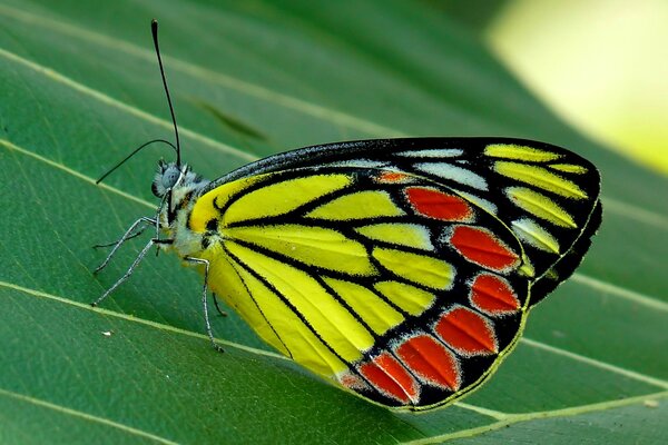 A beautiful multicolored butterfly sits on a leaf