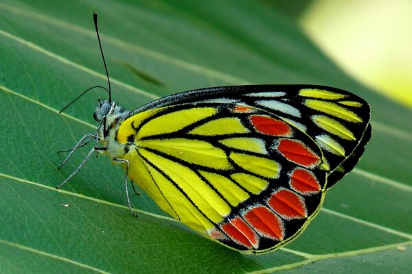 Bella farfalla multicolore seduta su una foglia
