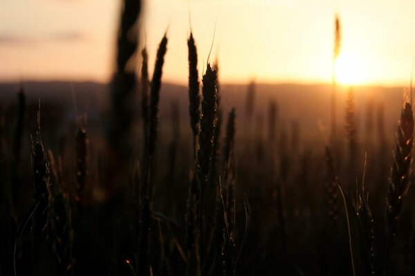 Espiguillas de trigo en el fondo de la puesta de sol