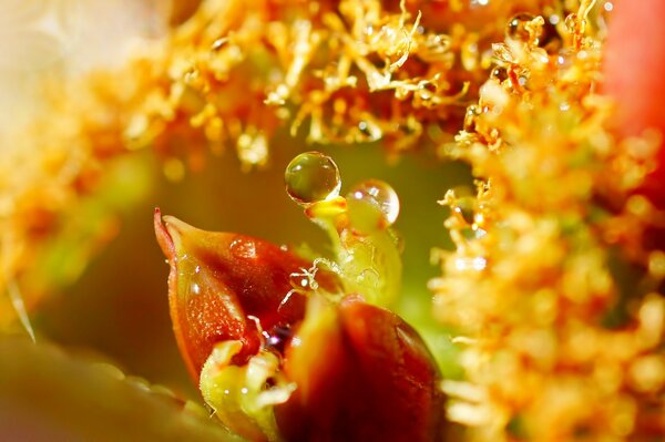 Blätter einer Blume mit Wassertropfen