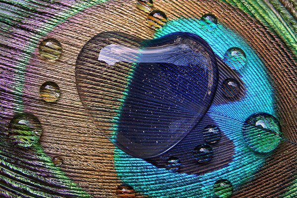 A heart-shaped drop on a peacock feather