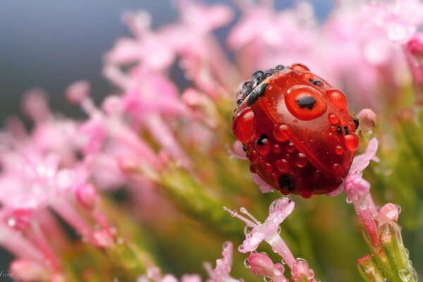 Marienkäfer im Tau auf einer Blume