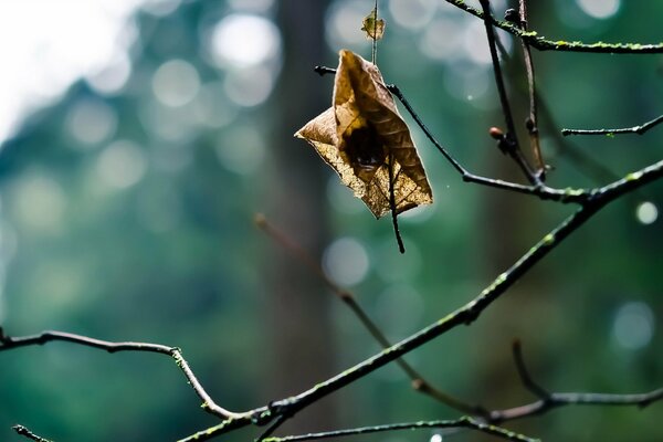 Trockenes Blatt auf einem Spinnennetz auf einem Ast