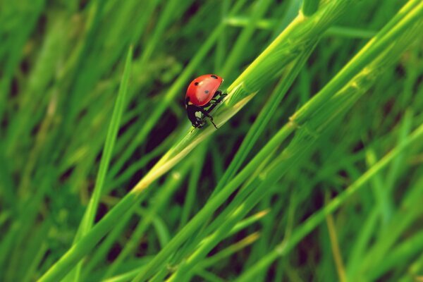 Coccinelle rampant sur l herbe verte