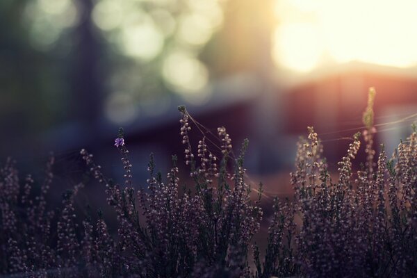 Photo de gros plan de l herbe avec bokeh